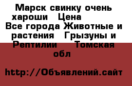 Марск свинку очень хароши › Цена ­ 2 000 - Все города Животные и растения » Грызуны и Рептилии   . Томская обл.